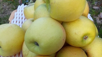 🍎 달콤한 유혹! 맛있는 시나노 스위트 사과 후기 & 꿀팁 대방출!